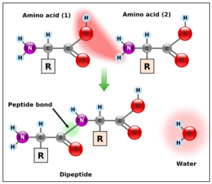 Labeled Peptide