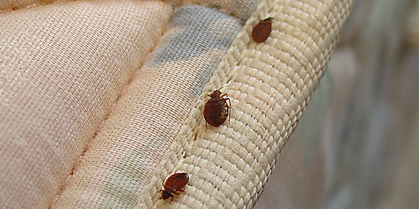 Late-Night Micro Terrorists