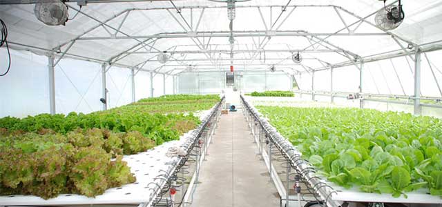 Hydroponics Greenhouses