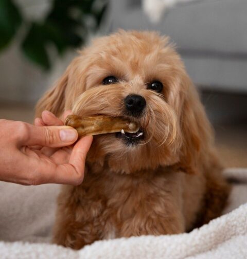Healthy Natural Treats for Dogs