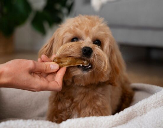 Healthy Natural Treats for Dogs