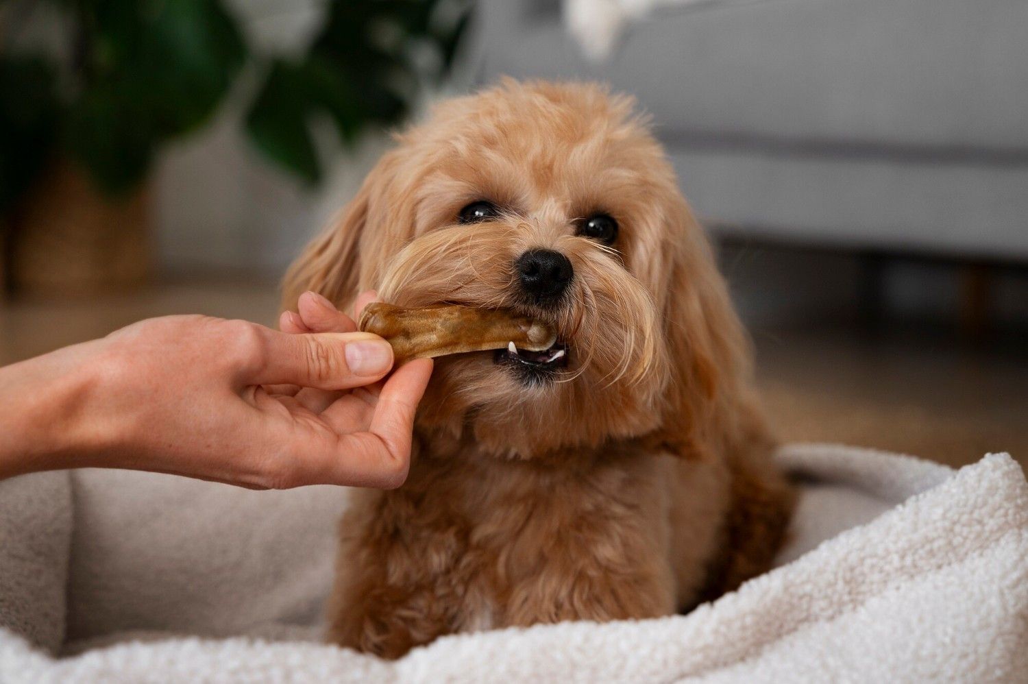 Healthy Natural Treats for Dogs