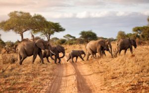 Tanzania Safari