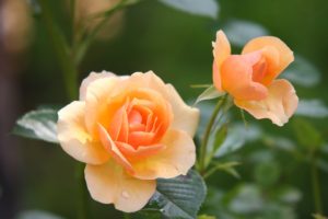 birthday flower