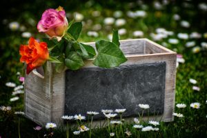 Rose Flowers