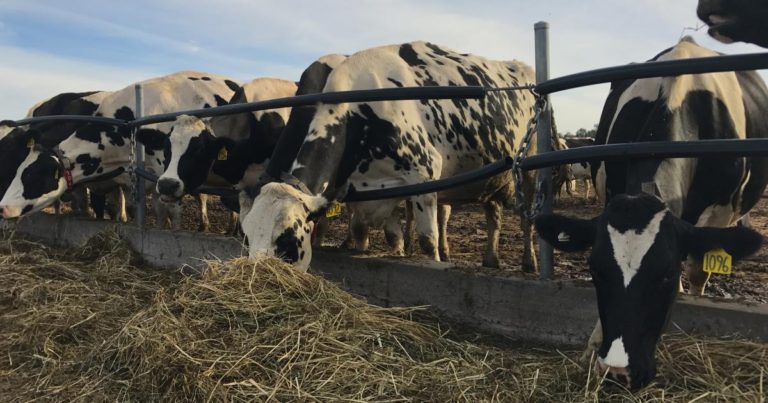 What Are The Future Challenges Of Animals Feed Industry?