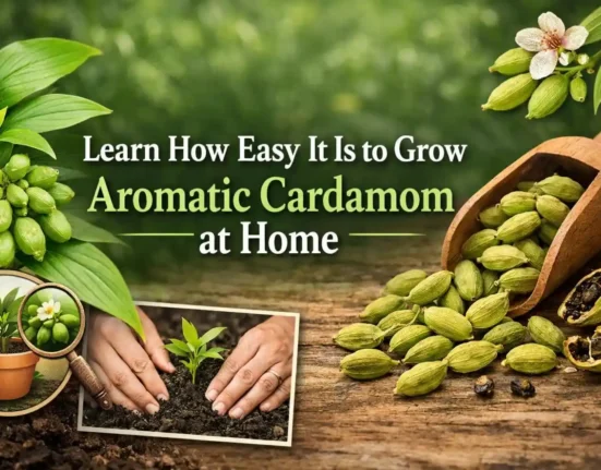 Grow Aromatic Cardamom at Home