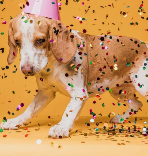 care of your pets when bursting crackers