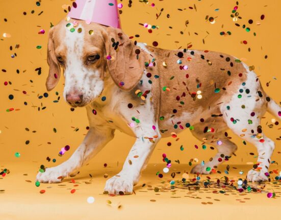 care of your pets when bursting crackers