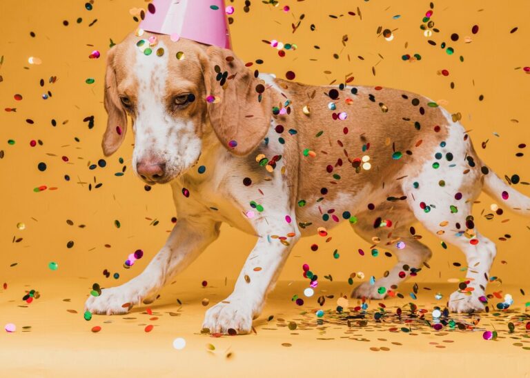 care of your pets when bursting crackers
