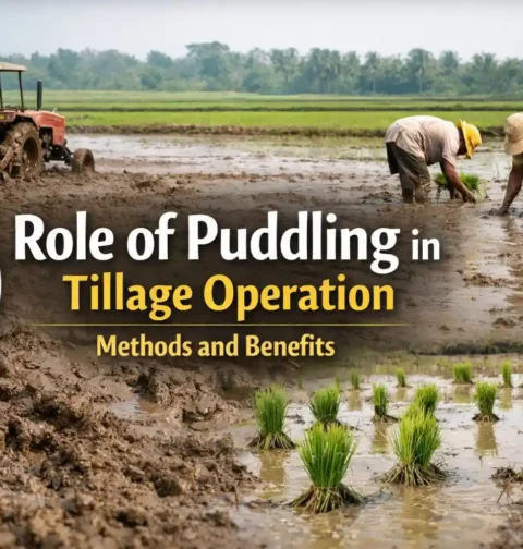 Role of Puddling in Tillage operation
