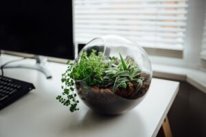 TERRARIUM WORKSHOPS