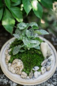 Construct Terrarium