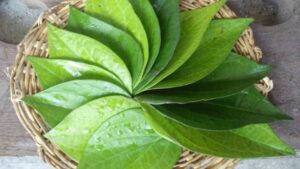Betel leaf