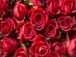 Valentine's Day Flower Arrangements