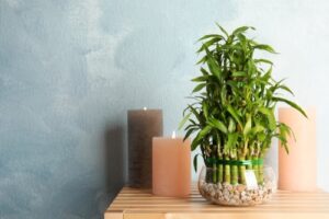 Bamboo plant