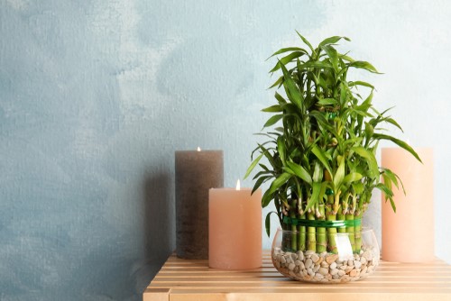 Bamboo plant
