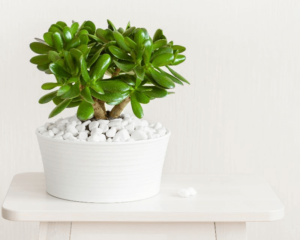 Crassula Plant