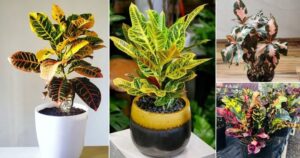 Croton Plants