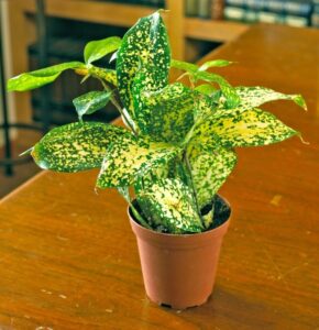 Dracaena plants