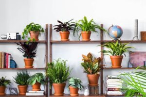 Popular Plants to Gift