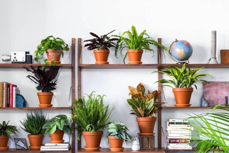 Popular Plants to Gift
