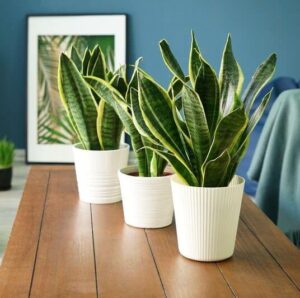 Snake Plant