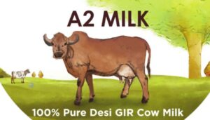 gir cow