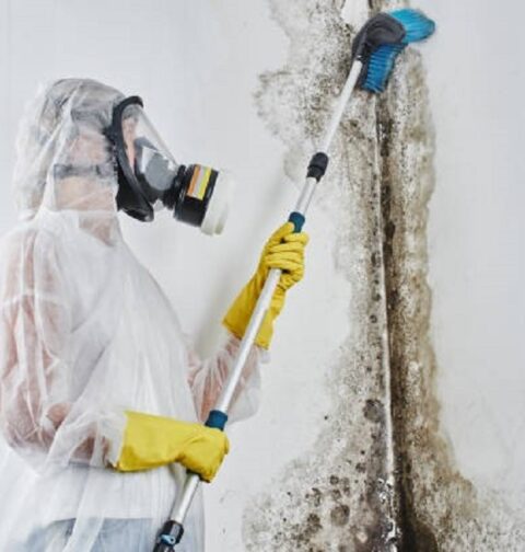 Experts for Mold Removal