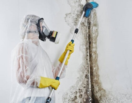Experts for Mold Removal