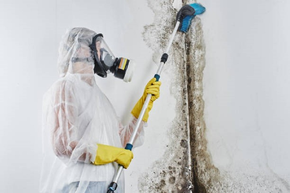 Experts for Mold Removal