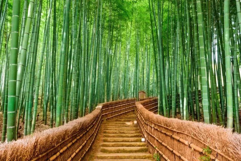 Bamboo tableware: the pros and cons