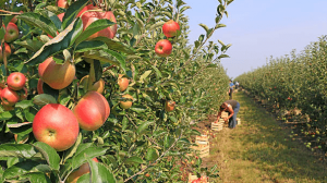 Fruit Farming