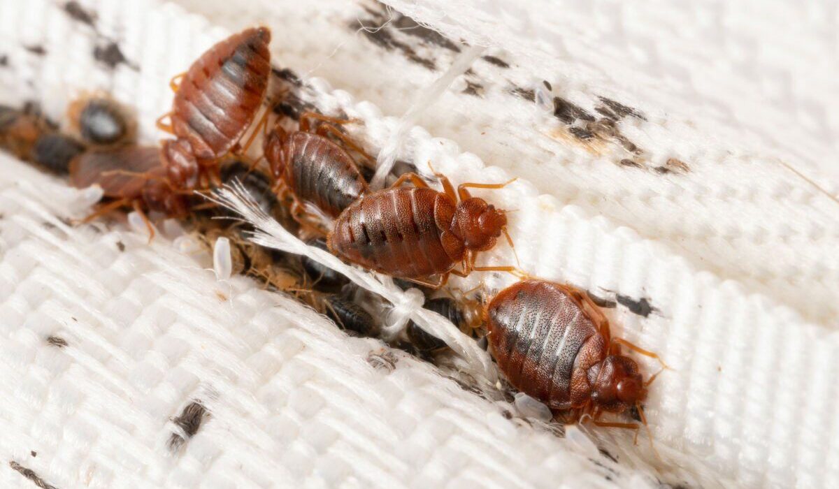 Bed Bugs