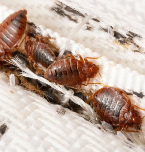 Bed Bugs