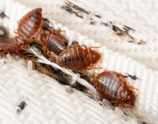 Bed Bugs