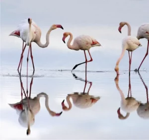 Birdwatching in the Ria Formosa Natural Park
