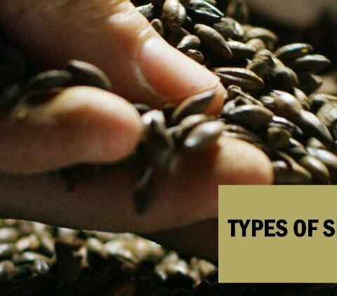 types-of-seeds-that-every-kitchen