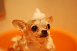 Dog Grooming Business with Franchising