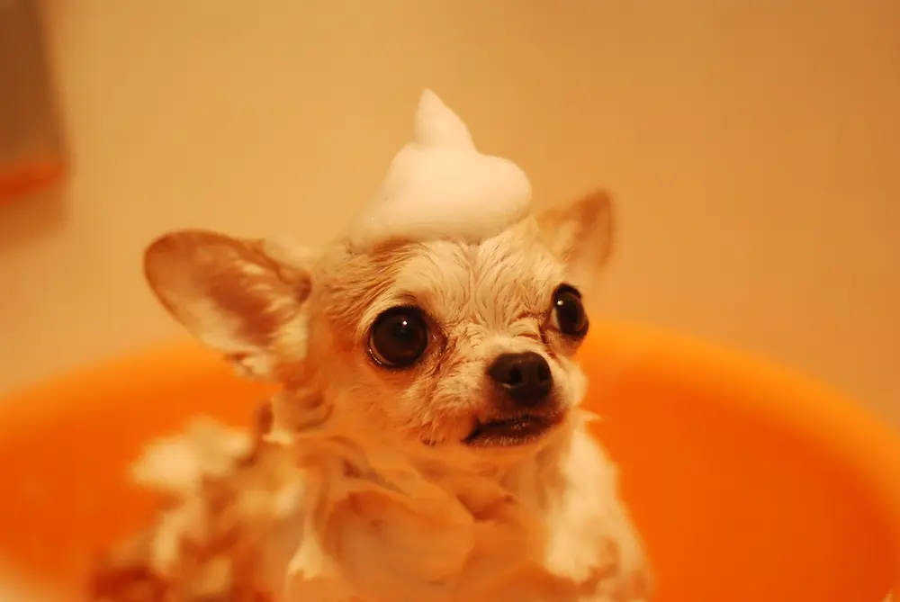 Dog Grooming Business with Franchising