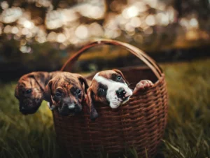 Pet Store Franchise