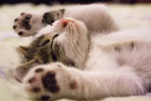 Cat Love