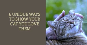 Unique Ways to Show Your Cat You Love Them