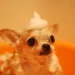 Dog Grooming Business with Franchising